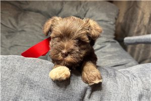 Tsavo - Schnauzer, Miniature for sale