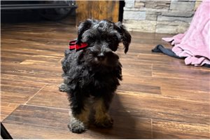 Jocelyn - Schnauzer, Miniature for sale