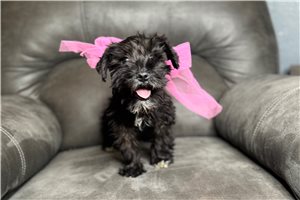 Ellie - Schnauzer, Miniature for sale
