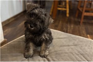 Hester - Schnauzer, Miniature for sale