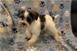 Bart - Miniature Schnauzer for sale