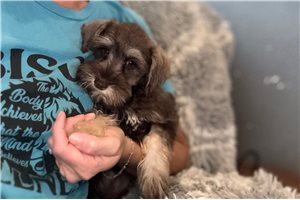 Becky - Miniature Schnauzer for sale