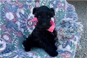 Juniper - Schnauzer, Miniature for sale