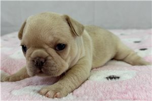 Valentina - French Bulldog for sale