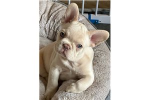 Luciano - French Bulldog for sale