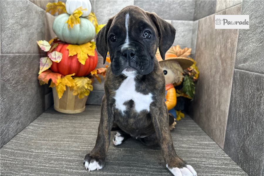 Hallie, female Boxer puppy for sale