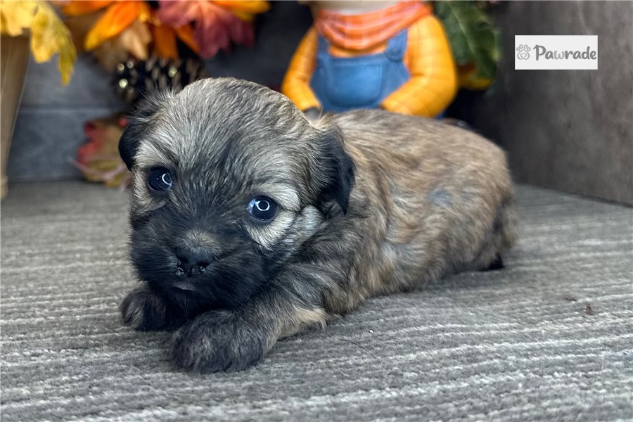 Sassy - Havanese for sale