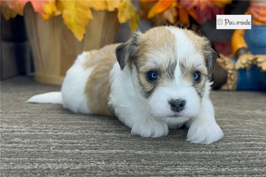 Shakur - Havanese for sale