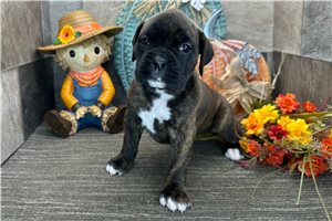 Hana - Boxer for sale