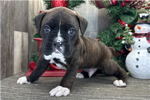 Ivan - Boxer for sale