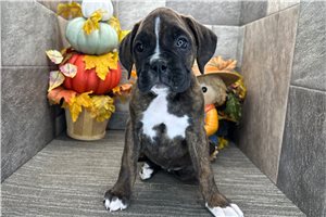 Hallie - Boxer for sale