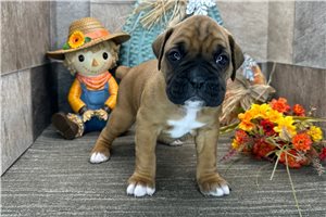 Harold - Boxer for sale