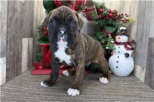 Iago - Boxer for sale