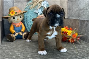 Harper - Boxer for sale