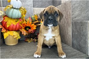 Harold - Boxer for sale