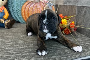 Hallie - Boxer for sale