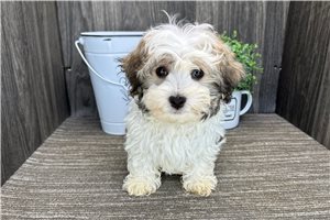 Legend - puppy for sale