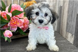 Kaleb - Havanese for sale