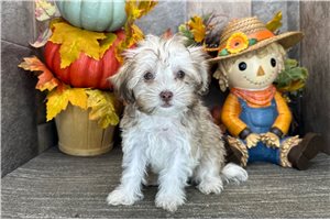Penelope - Havanese, placed in Fort Wayne