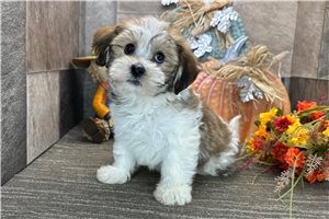 Nigel - Havanese for sale