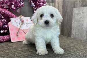 Kenny - Havanese for sale
