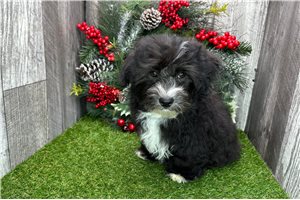 Simon - puppy for sale