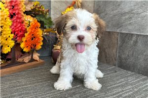 Polly - Havanese for sale