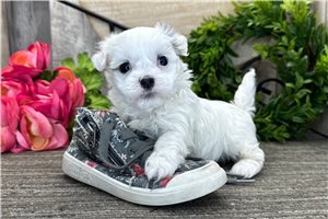 Harlow - puppy for sale