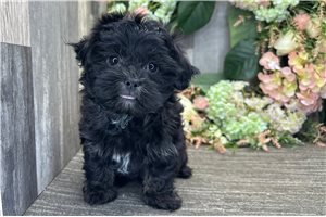 Haven - Havanese for sale