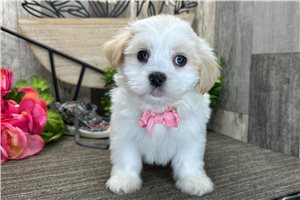Kurtis - Havanese for sale