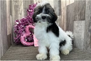 Justice - Havanese for sale