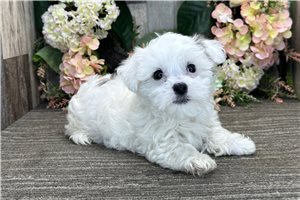 Harlow - Havanese for sale