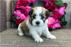 Nigel - puppy for sale