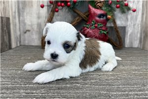 Jase - puppy for sale