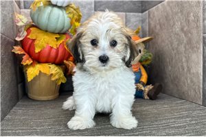 Nigel - Havanese for sale