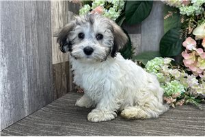Kaleb - Havanese for sale