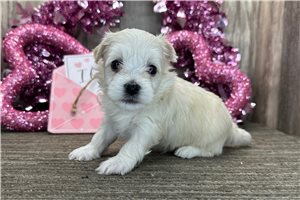 Jeremy - Havanese for sale