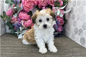 Butter - Havanese for sale