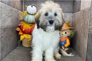 Ben - Havanese for sale