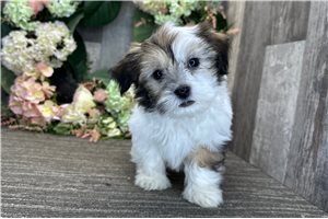 Hadley - Havanese for sale