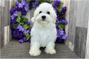 Kenny - Havanese for sale