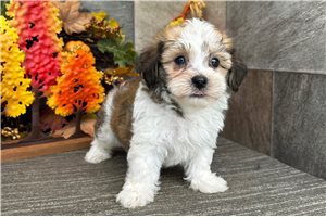 Nigel - Havanese for sale