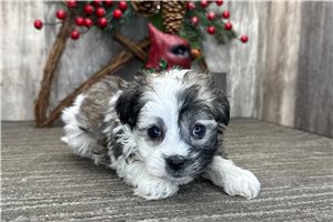 Krissy - Havanese for sale