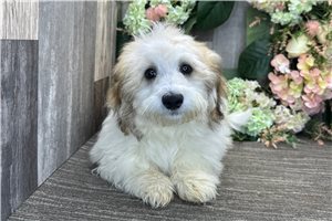 Hector - Havanese for sale