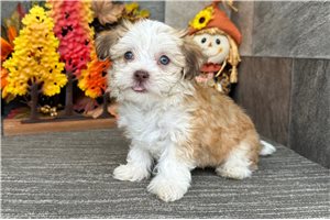 Plum - Havanese for sale