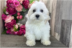 Kenny - Havanese for sale