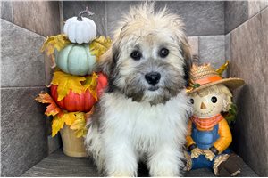 Brock - puppy for sale