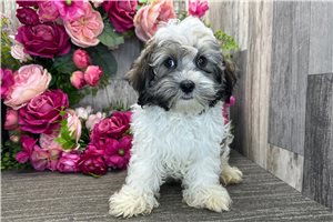 Lance - Havanese for sale