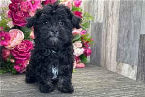 Haven - Havanese for sale