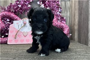 Jake - puppy for sale
